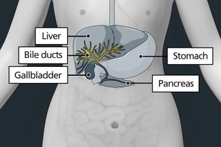 Diagram of the body highlighting the bile ducts as small tubes connecting organs together, including the liver and gall bladder.