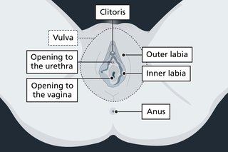 Diagram of the genitals with labels showing parts of the vulva: the clitoris, openings to the vagina and urethra, and inner and outer labia.