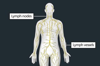 Illustration showing the outline of a human body with small, bean-shaped glands (lymph nodes) throughout the body which are connected by vein-like lines (lymph vessels). The lymph nodes and lymph glands are labelled.